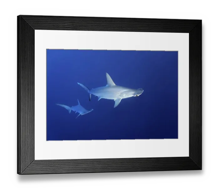 Framed Print : Two scalloped hammerhead sharks (Sphyrna lewini) swimming in open sea