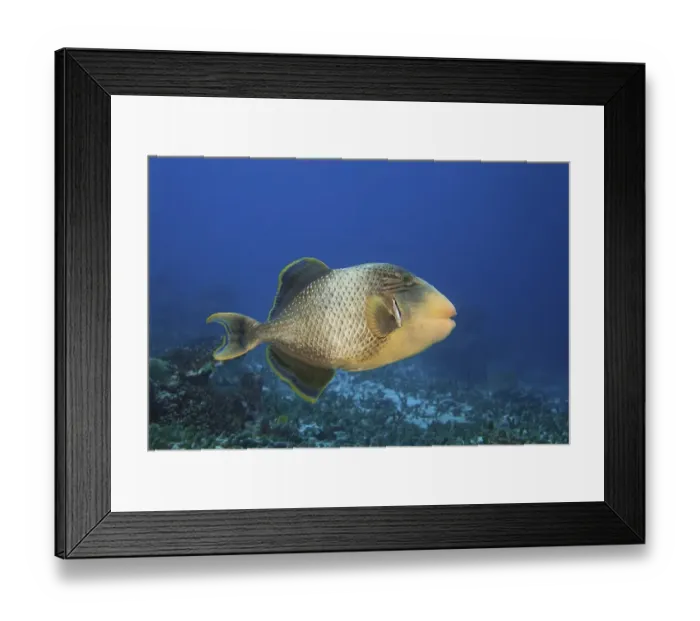 Framed Print : Yellowmargin triggerfish (Pseudobalistes flavimarginatus)