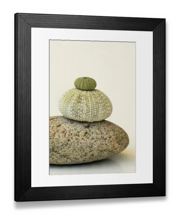 Framed Print : Sea urchin skeletons on stone