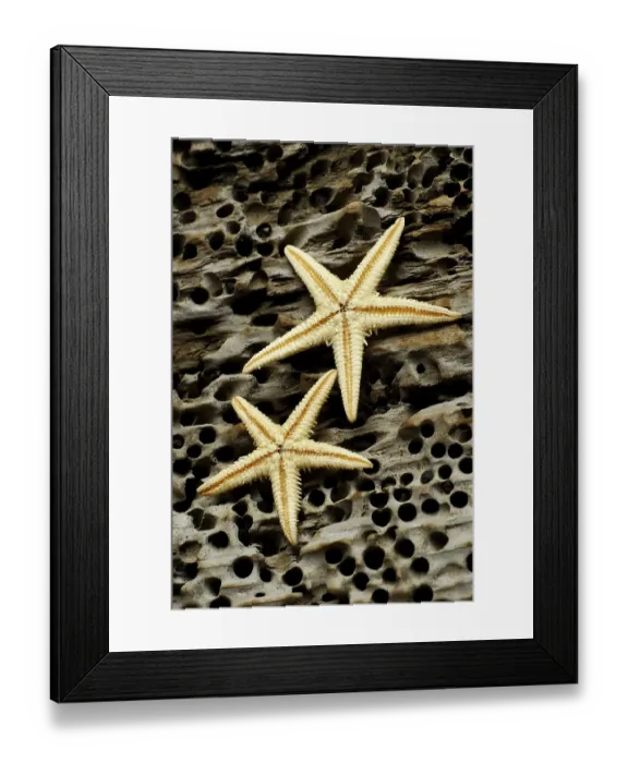 Framed Print : Dried starfish on driftwood Framed Print : Dried starfish on driftwood