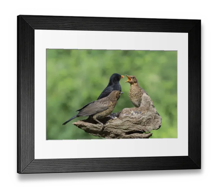Framed Print : Blackbirds (Turdus merula), Males and young birds Framed Print : Blackbirds (Turdus merula), Males and young birds