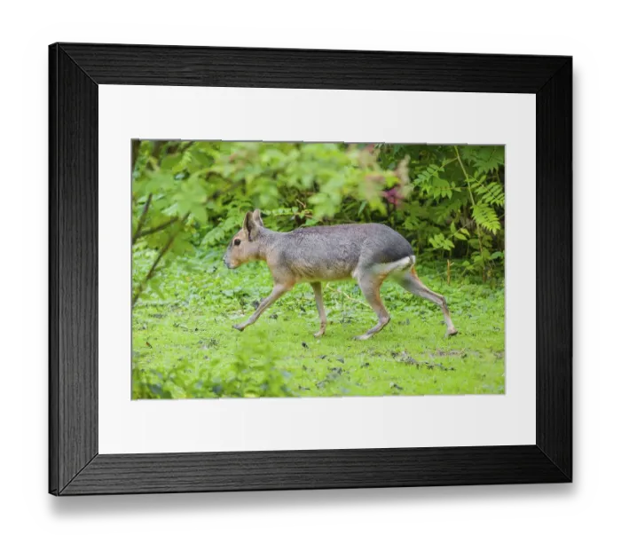 Framed Print : A Patagonian mara (Dolichotis patagonum) runs through dense vegetation across a meadow