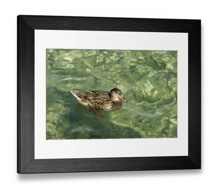 Framed Print : Mallard (Anas platyrhynchos), Lake Starnberg