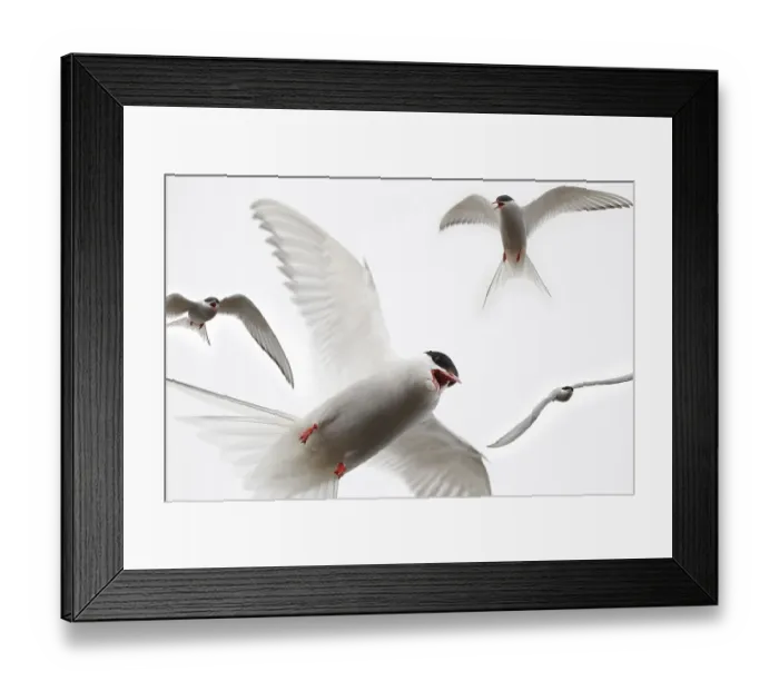 Framed Print : Arctic terns (Sterna paradisaea) (Laridae)