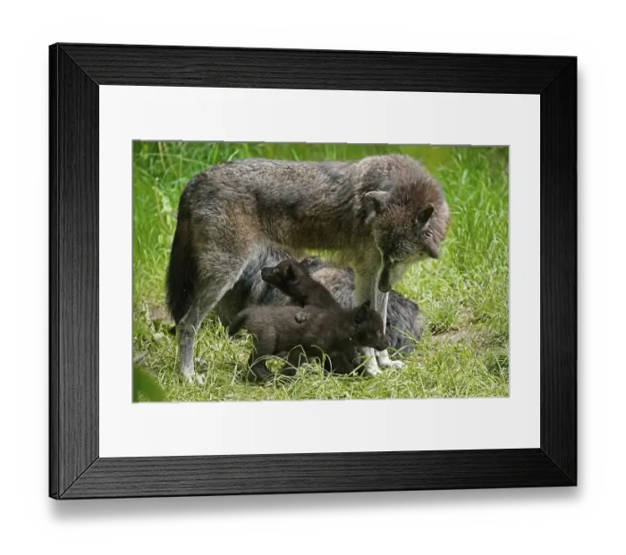 Framed Print : Timberwolf, American wolf (Canis lupus occidentalis)