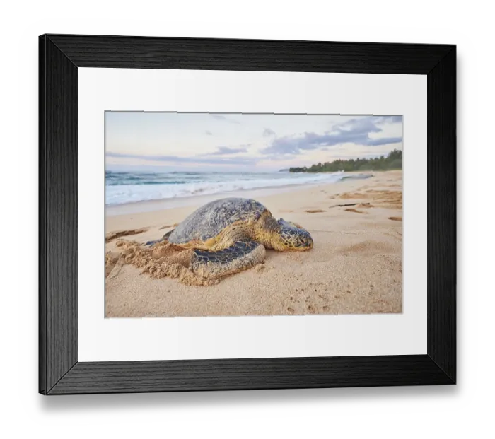 Framed Print : Green sea turtle (Chelonia mydas) on turtle bay