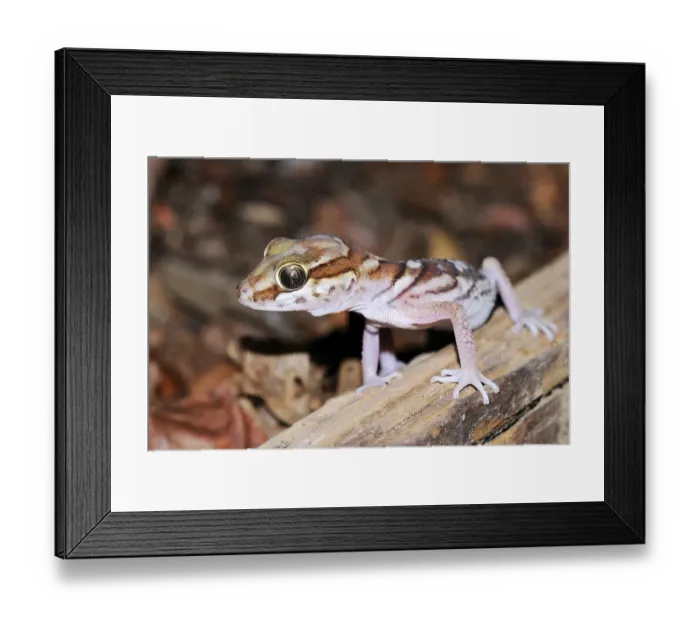 Framed Print : Pictus Gecko, Madagascar Ground Gecko