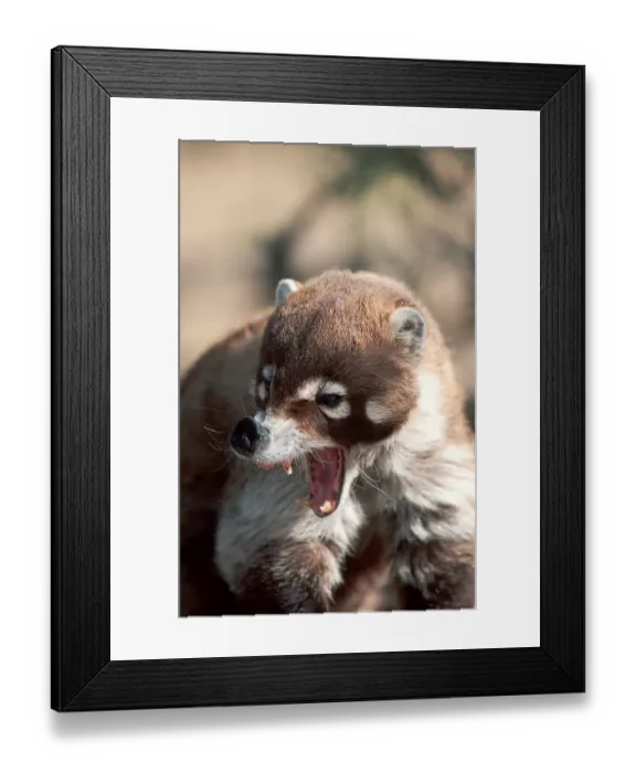Framed Print : White-rumped bear, yawning, white nosed coati (Nasua narica)