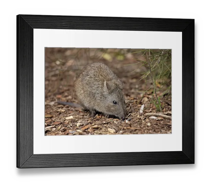 Framed Print : Long-nosed Potoru, adult foraging Framed Print : Long-nosed Potoru, adult foraging