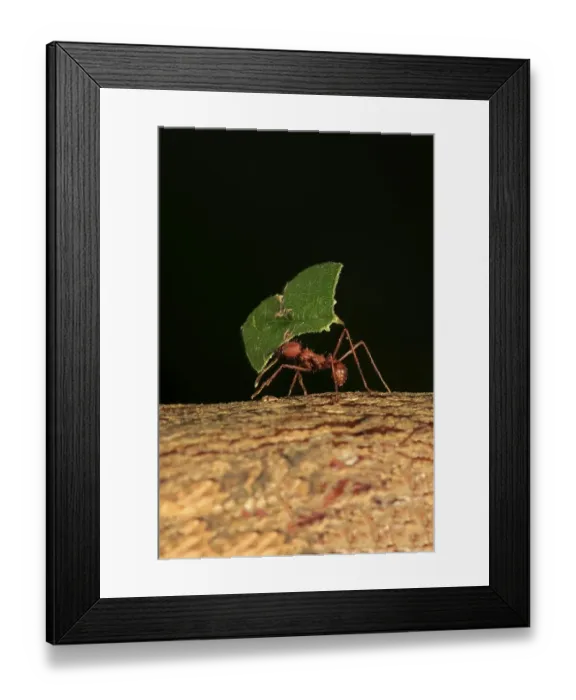 Framed Print : Leafcutter ant (Atta sexdens), carries leaf