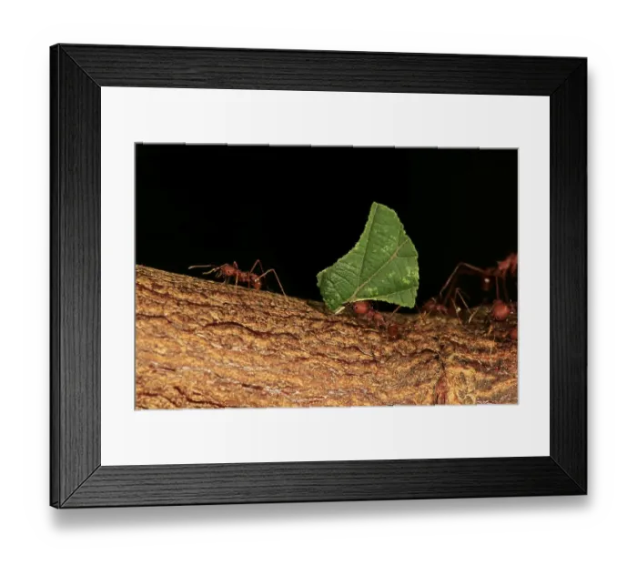 Framed Print : Leafcutter ant (Atta sexdens), carries leaf
