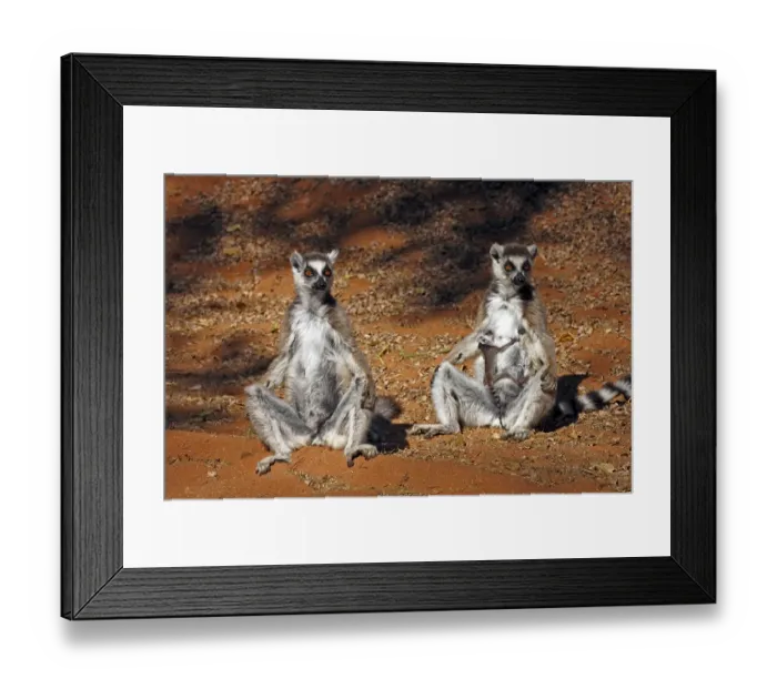 Framed Print : Ring-tailed Lemur (Lemur catta) Framed Print : Ring-tailed Lemur (Lemur catta)
