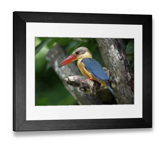 Framed Print : Stork-billed Kingfisher (Pelargopsis capensis)