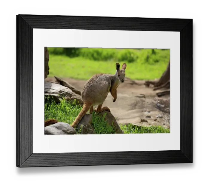 Framed Print : Yellow-footed Rock-wallaby (Petrogale xanthopus) Framed Print : Yellow-footed Rock-wallaby (Petrogale xanthopus)
