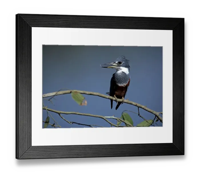 Framed Print : Ringed Kingfisher (Ceryle torquata) adult on branch
