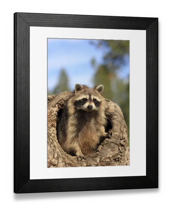 Framed Print : Raccoon (Procyon lotor), female Framed Print : Raccoon (Procyon lotor), female