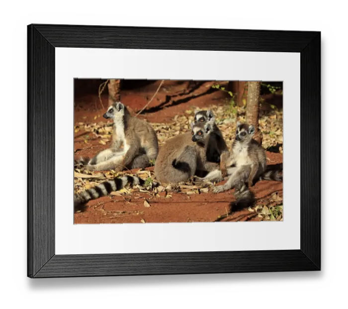 Framed Print : Ring-tailed Lemur (Lemur catta)