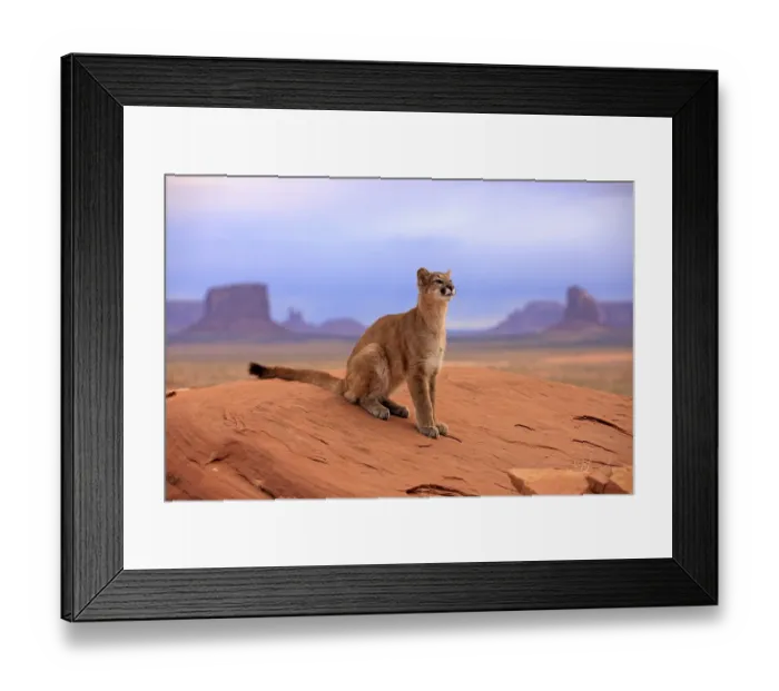 Framed Print : Puma, Cougar or Mountain Lion (Puma concolor) sitting on a rock Framed Print : Puma, Cougar or Mountain Lion (Puma concolor) sitting on a rock