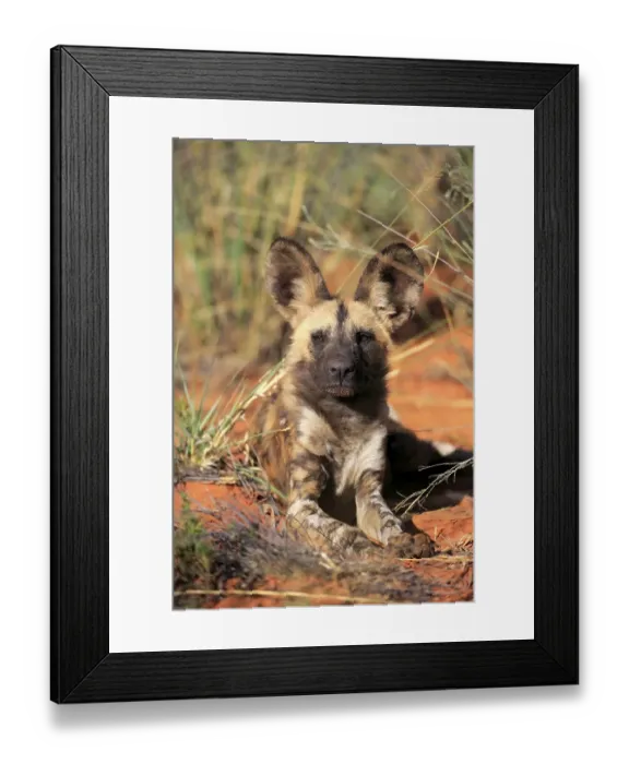 Framed Print : African Wild Dog (Lycaon pictus) Framed Print : African Wild Dog (Lycaon pictus)