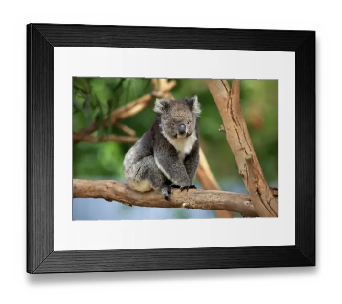 Framed Print : Koala (Phascolarctos cinereus)