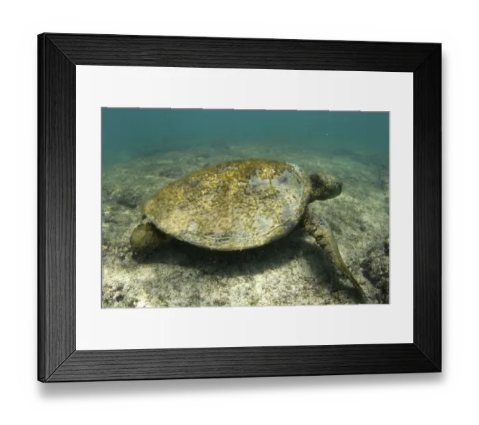 Framed Print : Old Green Sea Turtle (Chelonia mydas) with algae on its shell