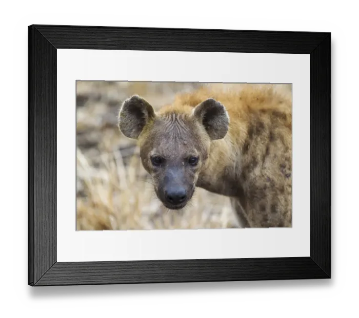 Framed Print : Spotted Hyaena (Crocuta crocuta)