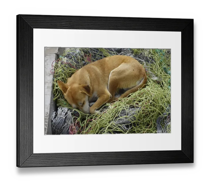Framed Print : Dog sleeping in fishing net, Mindelo Framed Print : Dog sleeping in fishing net, Mindelo
