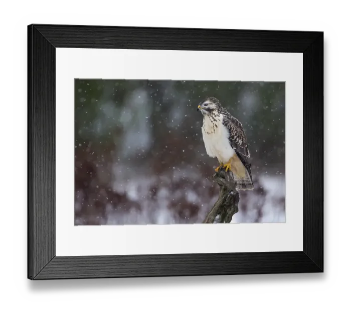 Framed Print : Buzzard (Buteo buteo), light morph hunting from its perch