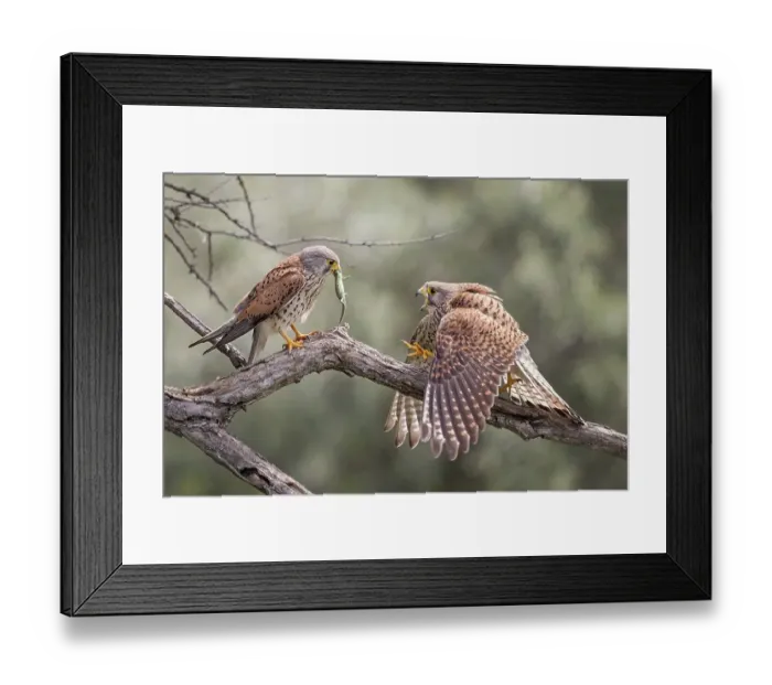 Framed Print : Common kestrel (Falco tinnunculus) handing over prey