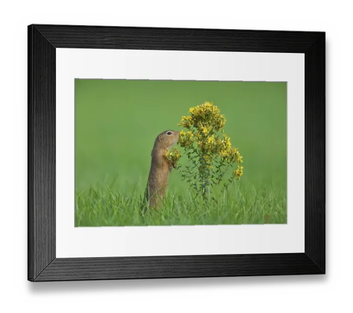 Framed Print : European Ground Squirrel (Spermophilus citellus) Framed Print : European Ground Squirrel (Spermophilus citellus)
