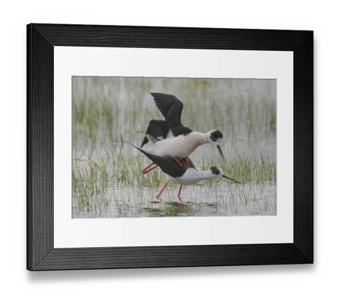Framed Print : Black-winged Stilt (Himantopus himantopus)