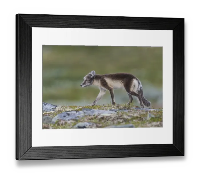 Framed Print : Arctic fox (Vulpes lagopus), Varanger Framed Print : Arctic fox (Vulpes lagopus), Varanger