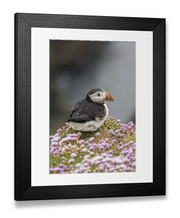 Framed Print : Atlantic puffin (Fratercula arctica) Framed Print : Atlantic puffin (Fratercula arctica)