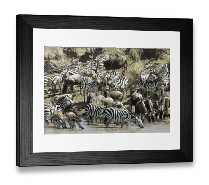 Framed Print : Wildebeest (Connochaetes taurinus) and common zebras (Equus burchelli) crossing the Mara River during migration Framed Print : Wildebeest (Connochaetes taurinus) and common zebras (Equus burchelli) crossing the Mara River during migration