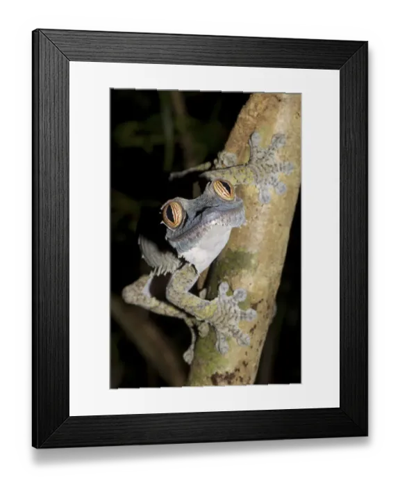 Framed Print : Common Flat-tail Gecko (Uroplatus fimbriatus)