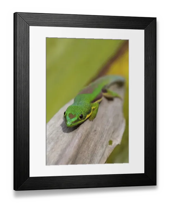 Framed Print : Lined day gecko (Phelsuma lineata) Framed Print : Lined day gecko (Phelsuma lineata)