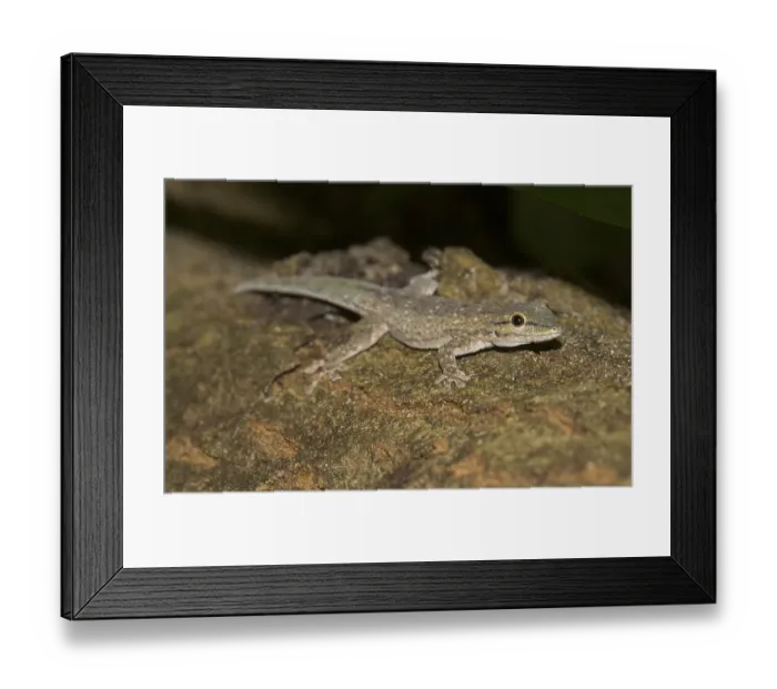 Framed Print : Day gecko (Phelsuma modesta leiogaster) Framed Print : Day gecko (Phelsuma modesta leiogaster)