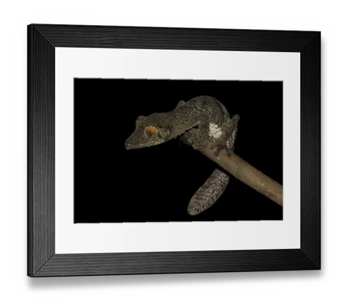 Framed Print : Mossy leaf-tailed gecko (Uroplatus sikorae) on branch
