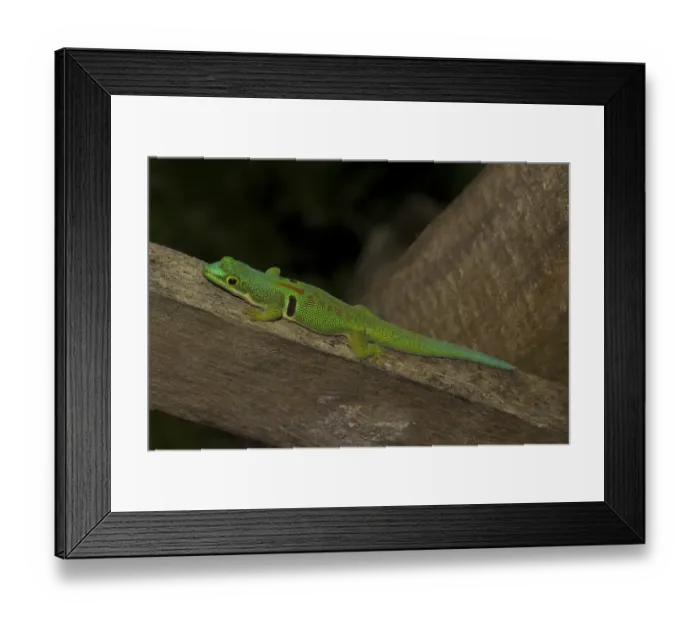 Framed Print : Peacock day gecko (Phelsuma quadriocellata lepida)