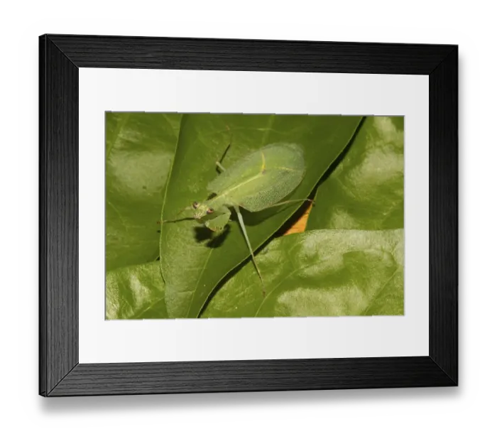 Framed Print : Mantis (Platycalymma dichroica) extremely rare in the rainforest Framed Print : Mantis (Platycalymma dichroica) extremely rare in the rainforest