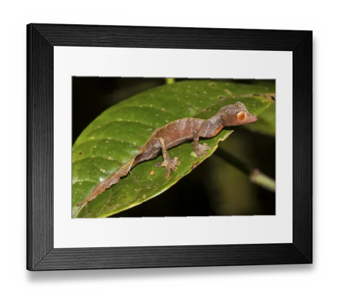 Framed Print : Uroplatus (Uroplatus phantasticus)
