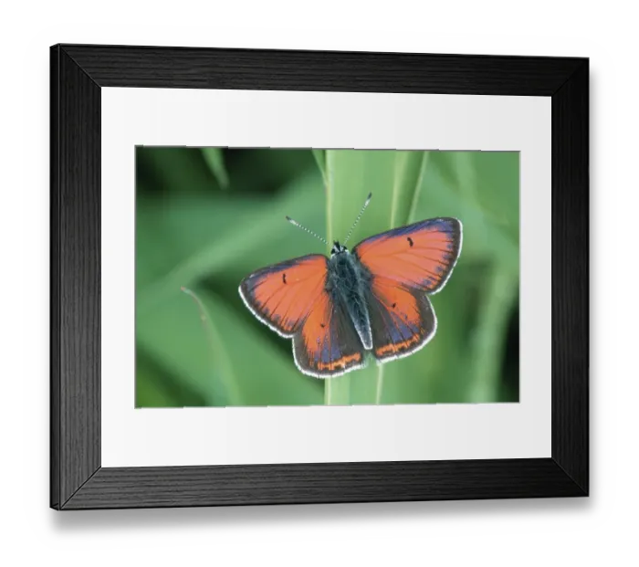 Framed Print : Purple-edged Copper, Lilagold fire butterfly (Lycaena hippothoe) Bavaria Framed Print : Purple-edged Copper, Lilagold fire butterfly (Lycaena hippothoe) Bavaria