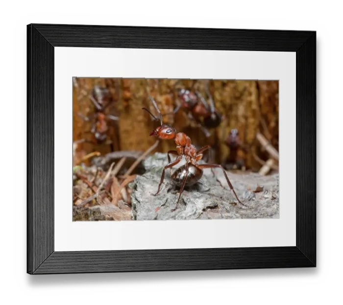 Framed Print : Wood Ant, defense position, Lower Saxony Framed Print : Wood Ant, defense position, Lower Saxony