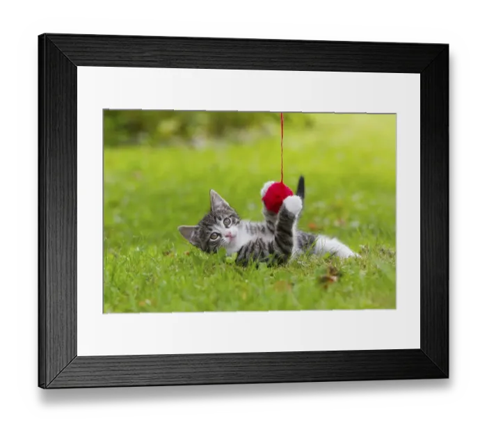 Framed Print : Domestic cat, kitten with a woolly club