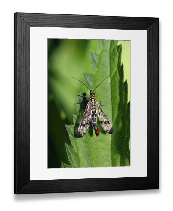 Framed Print : Male Common Scorpionfly (Panorpa communis) on leaf of a stinging-nettle