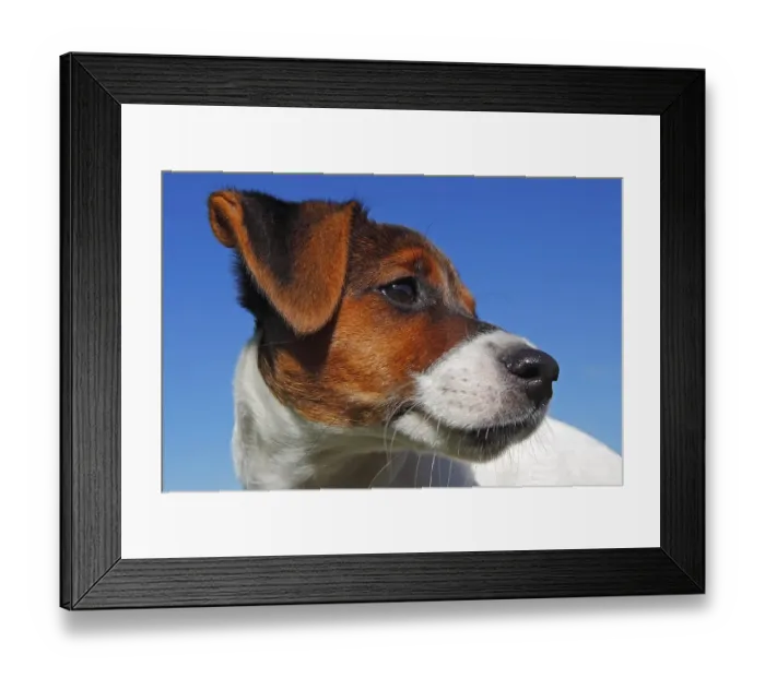 Framed Print : Young Jack Russell Terrier dog (Canis lupus familiaris)