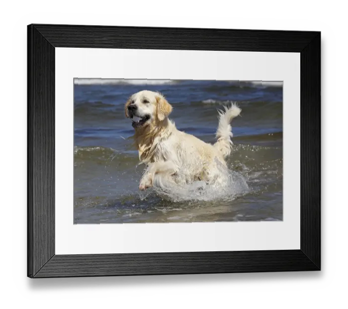 Framed Print : Golden Retriever dog (Canis lupus familiaris)
