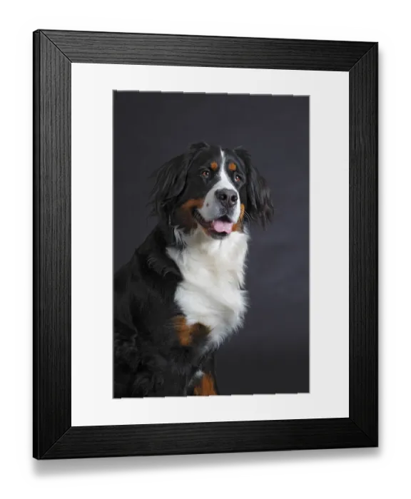Framed Print : Bernese Mountain Dog, female, bitch