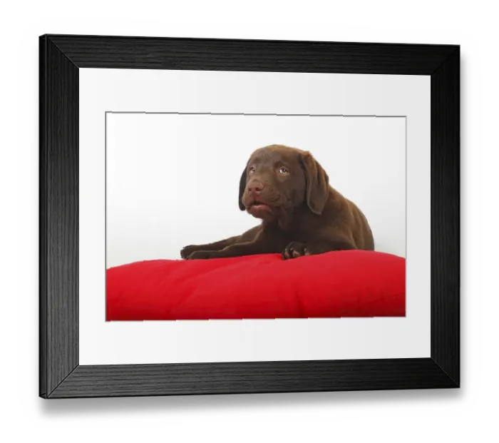 Framed Print : Chocolate Labrador Retriever puppy