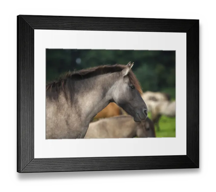 Framed Print : Duelmen pony, portrait, Merfelder Bruch